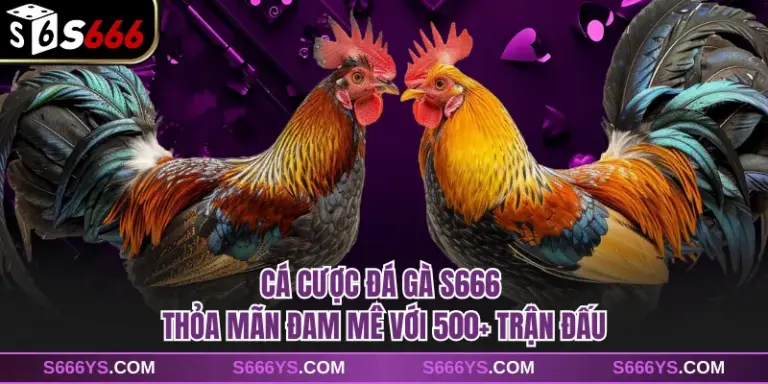 Cá Cược Đá Gà S666 - Thỏa Mãn Đam Mê Với 500+ Trận Đấu